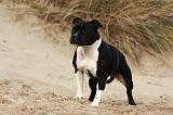 STAFFIE 282